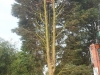 Tree Removal Basildon