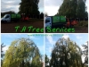 Willow tree reduction, Wickford