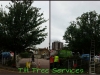 Tree Reduction In Leigh On Sea