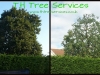 Oak Tree Reduction In Wickford